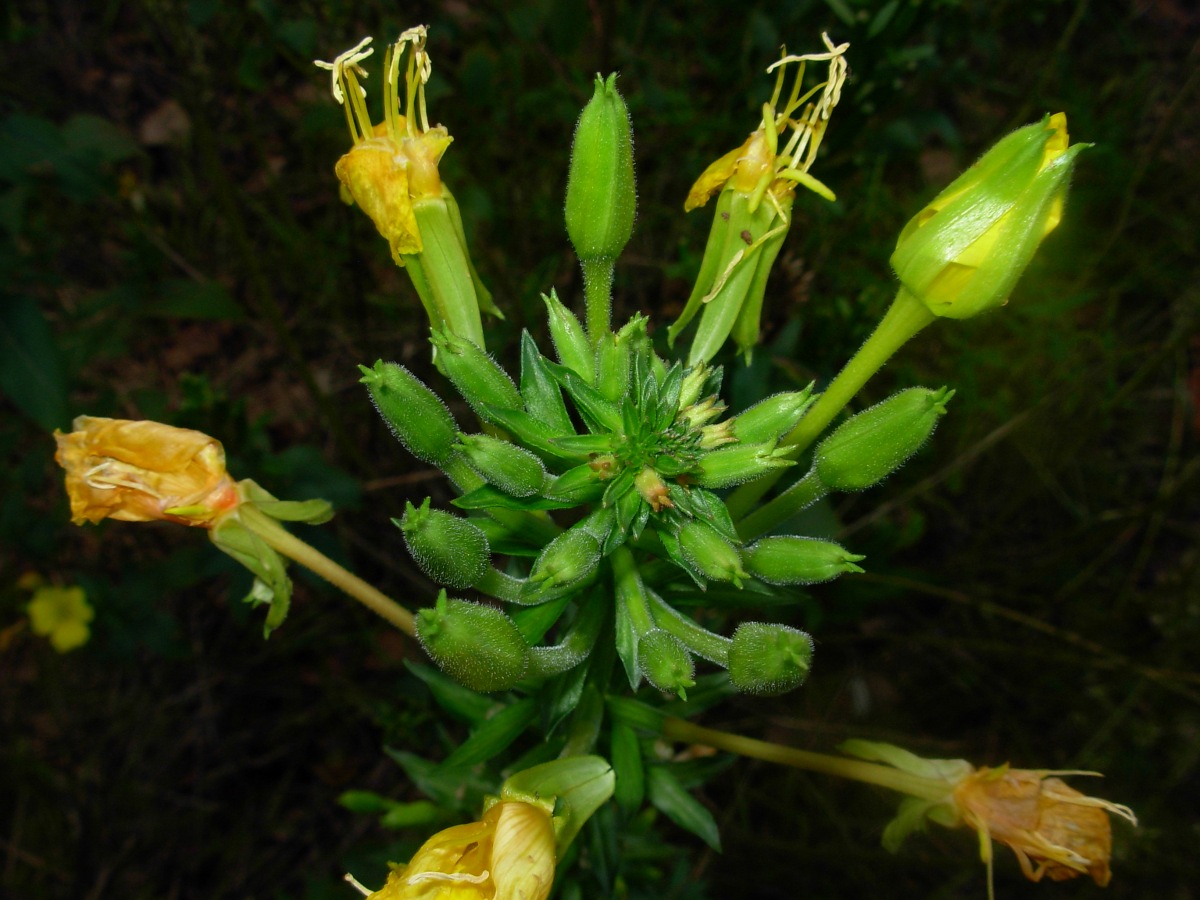 Oenothera stucchii / Enagra di Stucchi